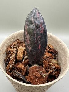 [veil plants] The mi ok LUKA s черный розовый Varie ga-ta. ввод (zamioculcas zamiifolia raven black pink) Thai прямой импорт высокий качество 