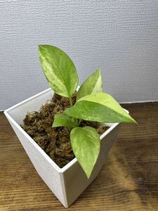 【veil plants】アンスリウム ビッタリフォリウム 斑入り Anthurium Vittarifolium Variegated タイハイクオリティファーム直輸入株