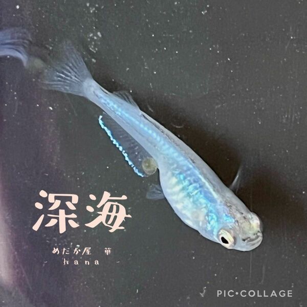 ＊＊セール＊＊ メダカ【 深海 】30個+α(補償10個) 深海 メダカの卵　有精卵