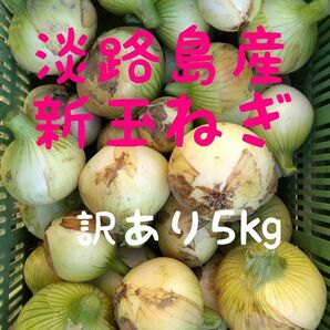 淡路島産新玉ねぎ◎訳あり5㎏◎七宝