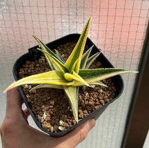 Aloe 'Razzle'アロエ