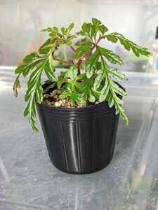 Begonia polilloensis　ベゴニア　ポリロエンシス