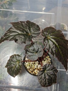 ベゴニア アンコロモチ　（formosana f.albomaculata×chloroneura）オリジナル交配種　Begonia