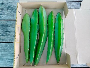 ドラゴンフルーツ（イエローピタヤ)苗、5本多肉植物 