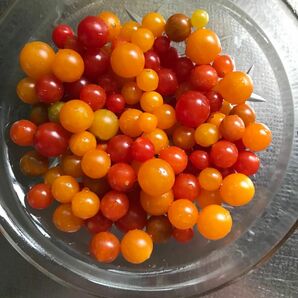 D マイクロトマト赤黄　とうがらしの種