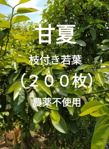 即決　甘夏　枝付き若葉（200枚）農薬不使用　柑橘類　葉　餌　アゲハ幼虫の餌