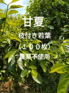 即決　甘夏　枝付き若葉（100枚）農薬不使用　柑橘類　葉　餌　アゲハ幼虫の餌