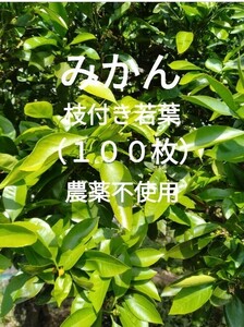 即決　みかん　枝付き若葉（100枚）農薬不使用　柑橘類　葉　餌　アゲハ幼虫の餌