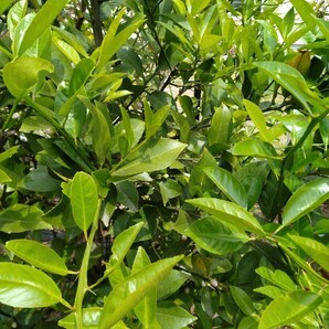 即決 レモン 枝付き若葉（50枚）農薬不使用 柑橘類 葉 餌 アゲハ幼虫の餌①の画像2