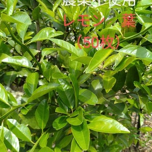 即決 レモン 枝付き若葉（50枚）農薬不使用 柑橘類 葉 餌 アゲハ幼虫の餌①の画像1