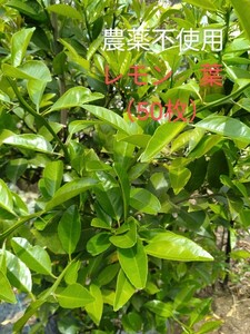 即決　レモン　枝付き若葉（50枚）農薬不使用　柑橘類　葉　餌　アゲハ幼虫の餌①