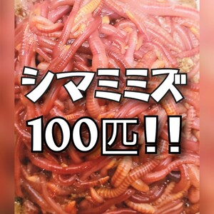 当日発送可 シマミミズ100匹