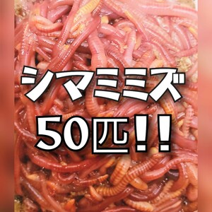 当日発送可 シマミミズ50匹