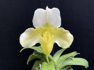 No.787 Paph. Via virgens ‘Moon Dust’AM/AOS X Skip Burtlett’White Peppers’ 白花系開花株 パフィオ