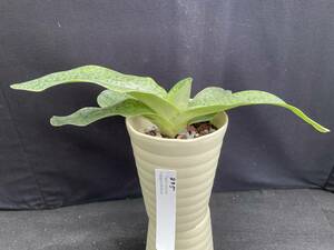 No.835 Paph.niveum x gigantifolium 苗 パフィオ