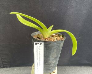 No.810 Paph.sanderianum x sib. 苗 パフィオ 原種