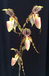 No.780 Paph.praestans x sib. 苗 パフィオ 原種