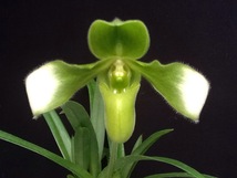 No.812 Paph.esquirolei fma.album 苗 パフィオ 原種_画像1