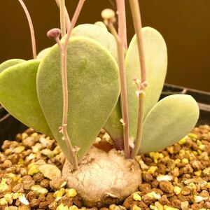 オトンナ ウリンクリアナ　種子10粒とオマケ1粒　多肉植物　塊根植物