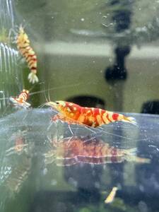 【at-shrimp】タイガービー(太極 )抱卵1匹含む10匹セット