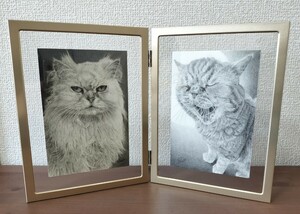 Art hand Auction Pencil drawing Lovely Flat Nosed Cats Postcard size set of 2 Original painting with frame Cat painting Free shipping, Artwork, Painting, Pencil drawing, Charcoal drawing