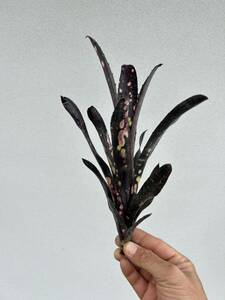 Billbergia Canvey Black びビルベルギア キャンベイ　ブラック