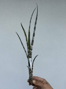 Billbergia meyeri ビルベルギア　メイエリ　原種