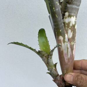 Billbergia Waxing Gibbous ビルベルギア ワキシングギボス ② 子株付きの画像5