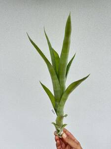 Billbergia viridiflora Green