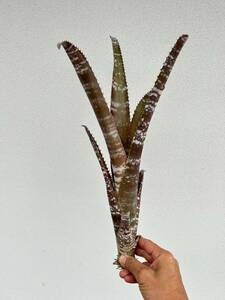 Billbergia rosea ビルベルギア ロセア　大型原種