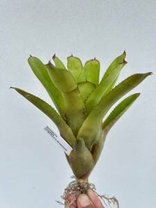 Neoregelia capixaba ex-Michael's Bromeliads Neo rege rear . kind 