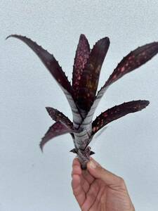 Billbergia Smoke Stac Bill bell gear . distribution kind 