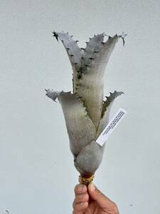 Hohenbergia species Sandra Chapada Diamantina Collected from wild/Brazil Wolly Berg Collection ho hen bell gear . kind 