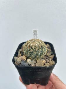 Coryphantha pallida ssp.pseudoradians FO47 Buenavista コリファンタ　実生