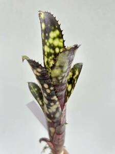 Billbergia Talbot Miss Molly Bill bell gear 