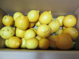 ＜無農薬＞和歌山産 レモン 大中約４キロ