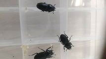 【天然　材割り採集】国産コクワガタ成虫♂１♀３　+幼虫４匹_画像2