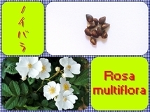 [ free shipping ]noi rose seeds 20 piece 