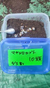 マヤシロカブト 幼虫 10頭 他種出品中