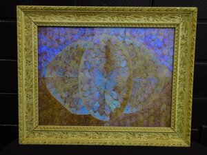 m3724morufo butterfly frame goods feather size approximately 49×39cm wall decoration interior butterfly feather art present condition goods 