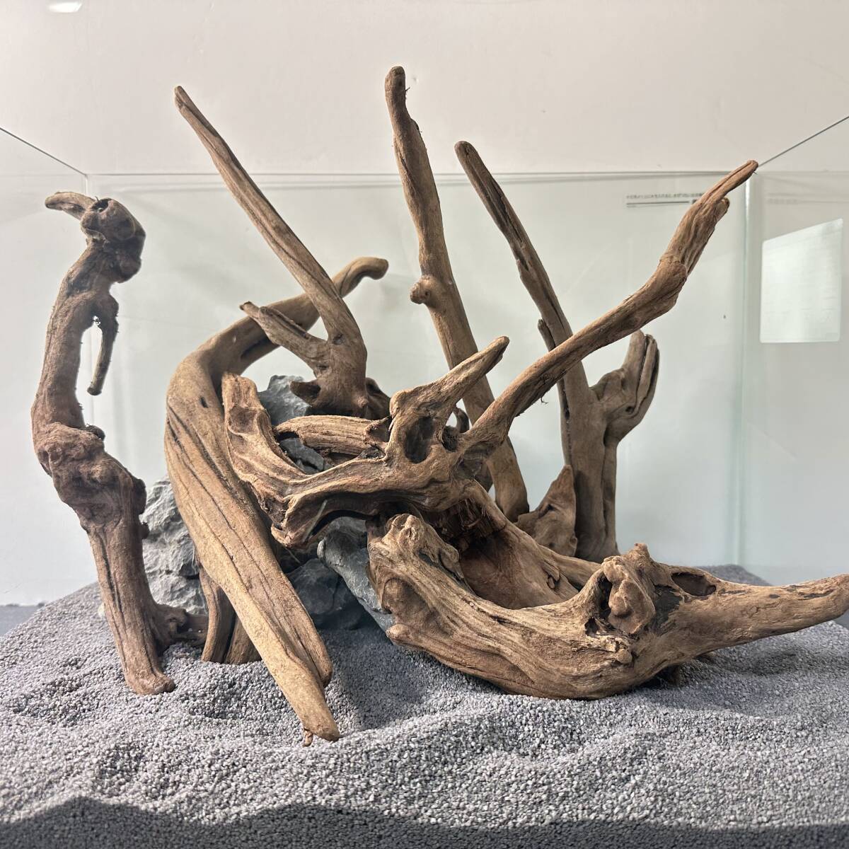 Mangroven-Treibholz (ca. 25-35 cm breit) Unikat (insgesamt 8 Stück) Nr. 5226 (45 cm Aquarium), Handgefertigte Artikel, Innere, Verschiedene Waren, Ornament, Objekt