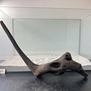 LONG man glove series driftwood. 2L size * on Lee one * actual article or goods photographing 1 point No. 5185A( approximately W50cm)(60cm aquarium )