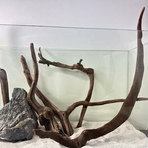 5 pcs set! man glove series driftwood L size * on Lee one * actual article or goods photographing 1 point No. 5506( approximately W40cm-50cm rom and rear (before and after) )(60cm aquarium )