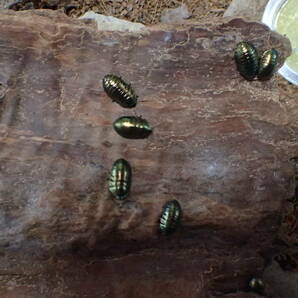 ニジイロゴキブリ エメラルドジュエルローチ  (Corydidarum magnifica) 初令幼体 12匹セットの画像2