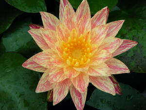 [. rice field shop water .] enduring cold . water lily pala knee ( water lily ) seedling B