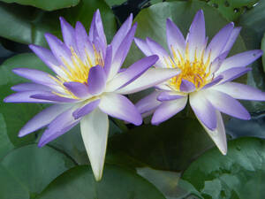 [. rice field shop water .] HT.. interval . distribution water lily maru Berry * Misty -k( water lily ) seedling 