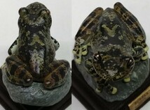 ネイチャーテクニカラー 日本のカエル カジカガエル　カエル　かえる　蛙　両生類　フィギュア_画像9