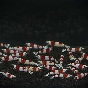  pictured individual 30 pcs bee shrimp red 