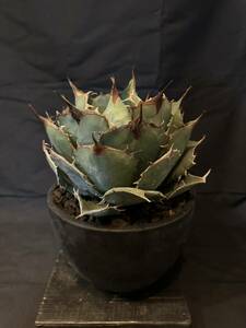 AGAVE TITANOTA スペシャル株 特選株 ハデス アガベ チタノタ 塊根 コーデックス サボテン オテロイ