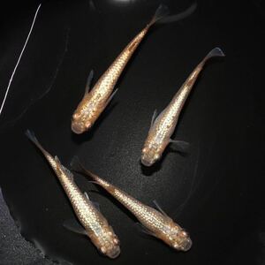 【Petit Labo】サンシャイン 若魚１０匹 サバンナ様直系 めだか メダカ　
